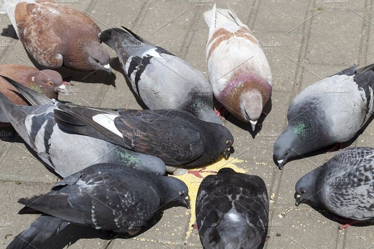 Bird Feeding